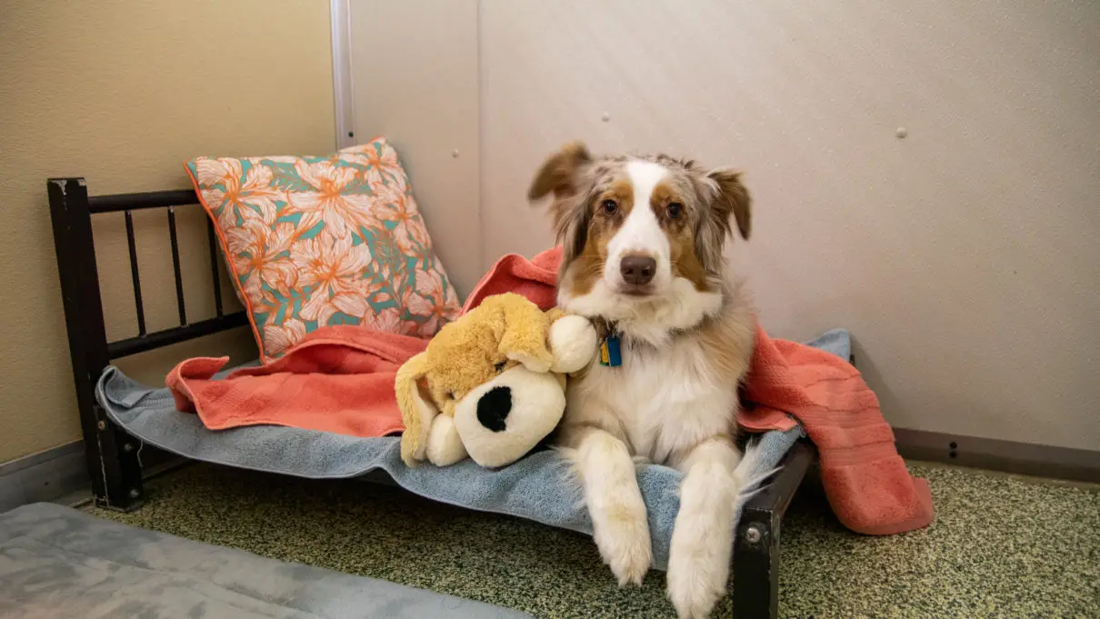 Dog in our pet care services in a private kennel