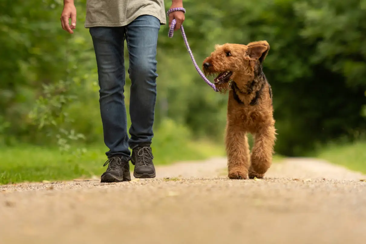 Trained dog walking on a leash