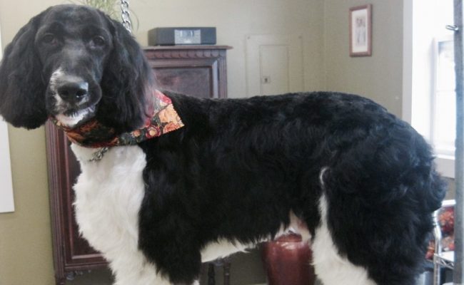Black and white dog just groomed
