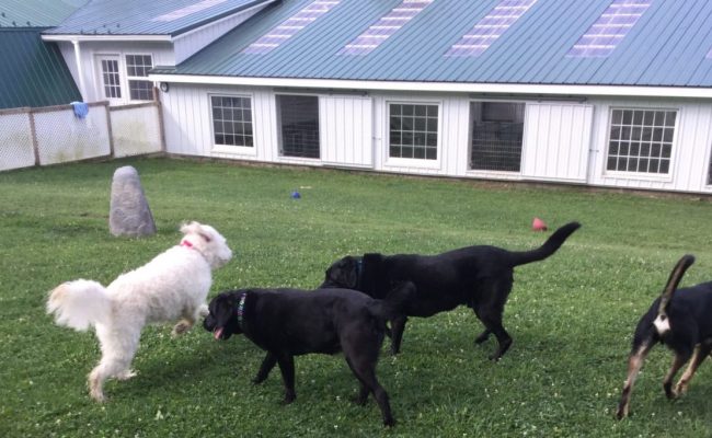 dogs playing in pet care