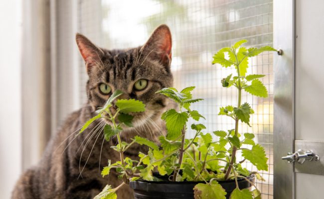 cat sitting near catnip