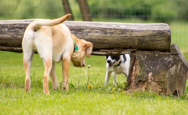 Lab and small dog playing near a bench