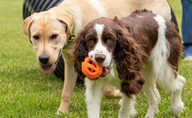 two_dogs_playing Two dogs playing