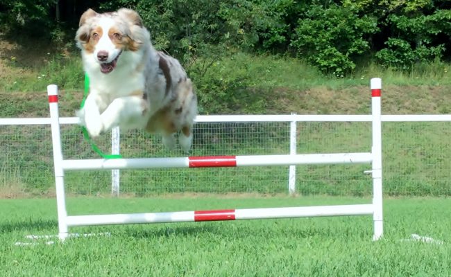 dog_jumping_over_hurdle Dog jumping over a hurdle