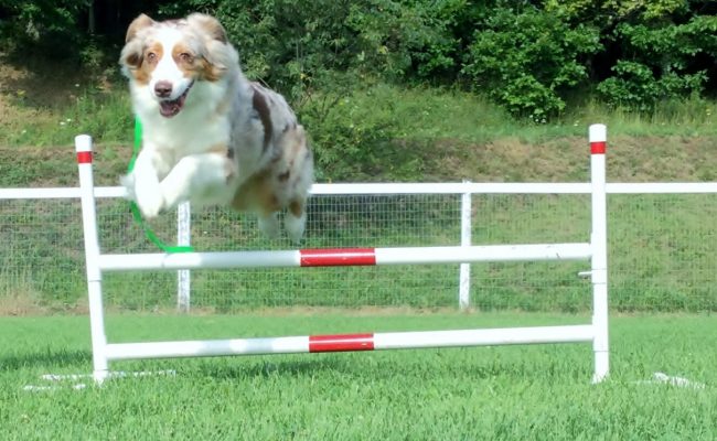 Dog jumping over a hurdle