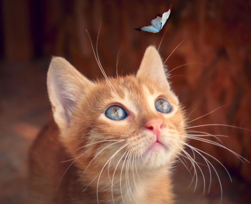 An orange cat looking up at a blue butterfly