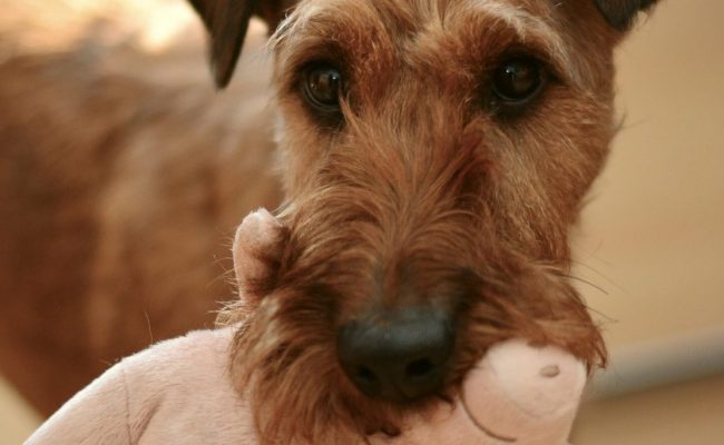 Dog carrying a chew toy