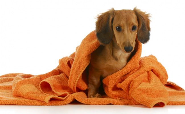 young dog wrapped in a towel