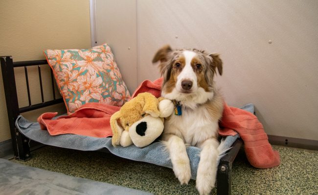dog_kennel_pet_care_services Dog in our pet care services in a private kennel