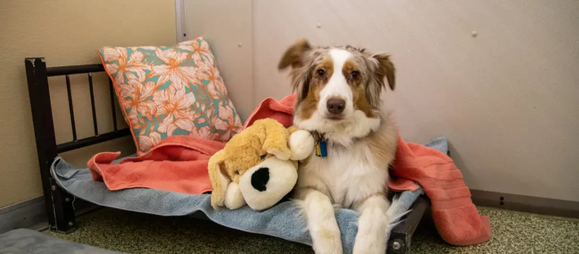 Dog in our pet care services in a private kennel