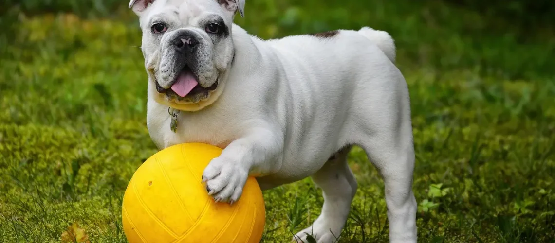 english-bulldog-562723_1280