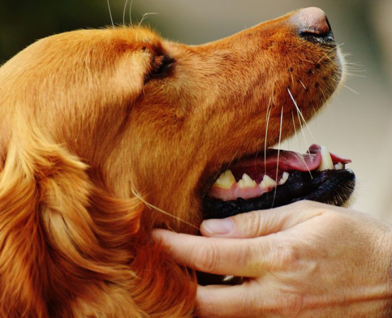 Irish_setter_being_pet_on_the_head Happy irish setter being pet on the head