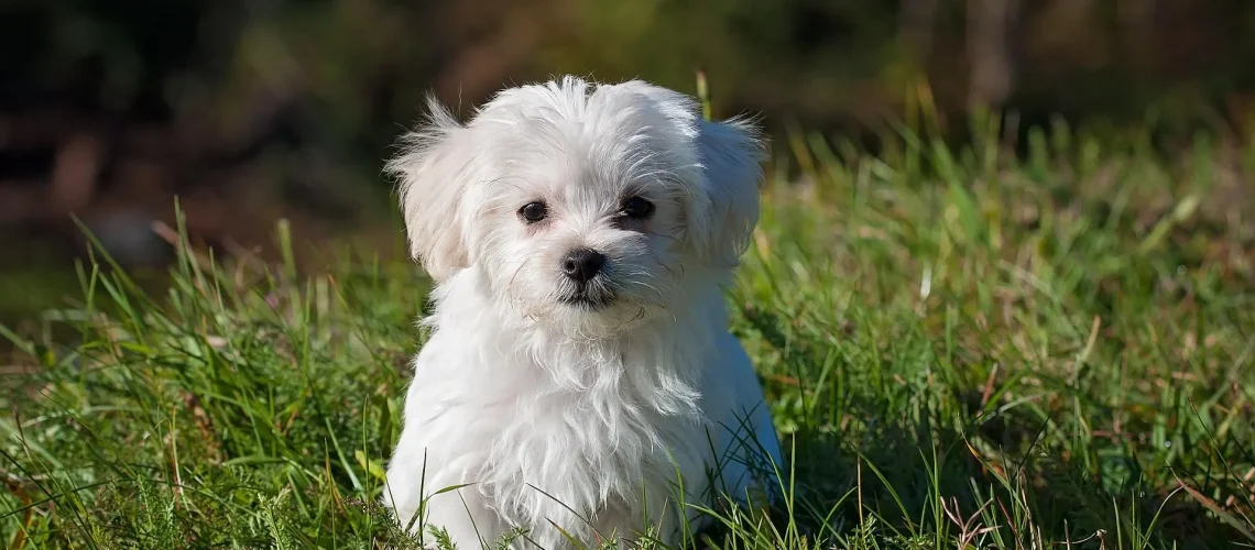 maltese-1123016_1920