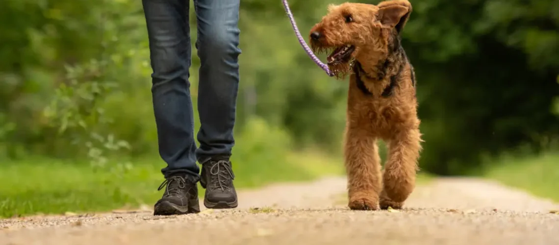 Trained dog walking on a leash