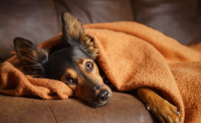 Dog wrapped in orange blanket