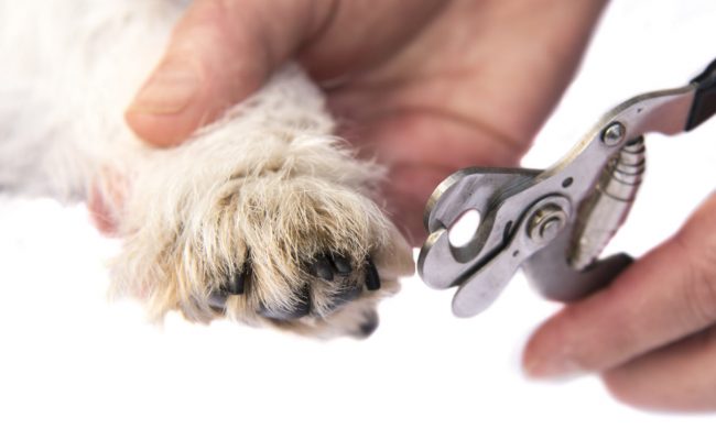 Clippers cutting a dogs claws