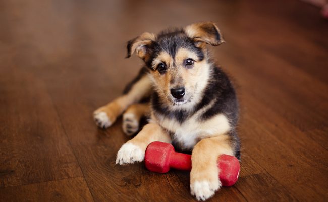 shutterstock_547085911 shutterstock_547085911