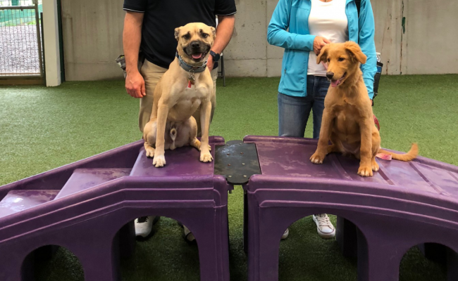 Two dogs trained on stairs